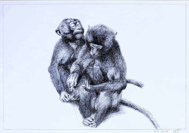 Zeichnung, zwei Affen